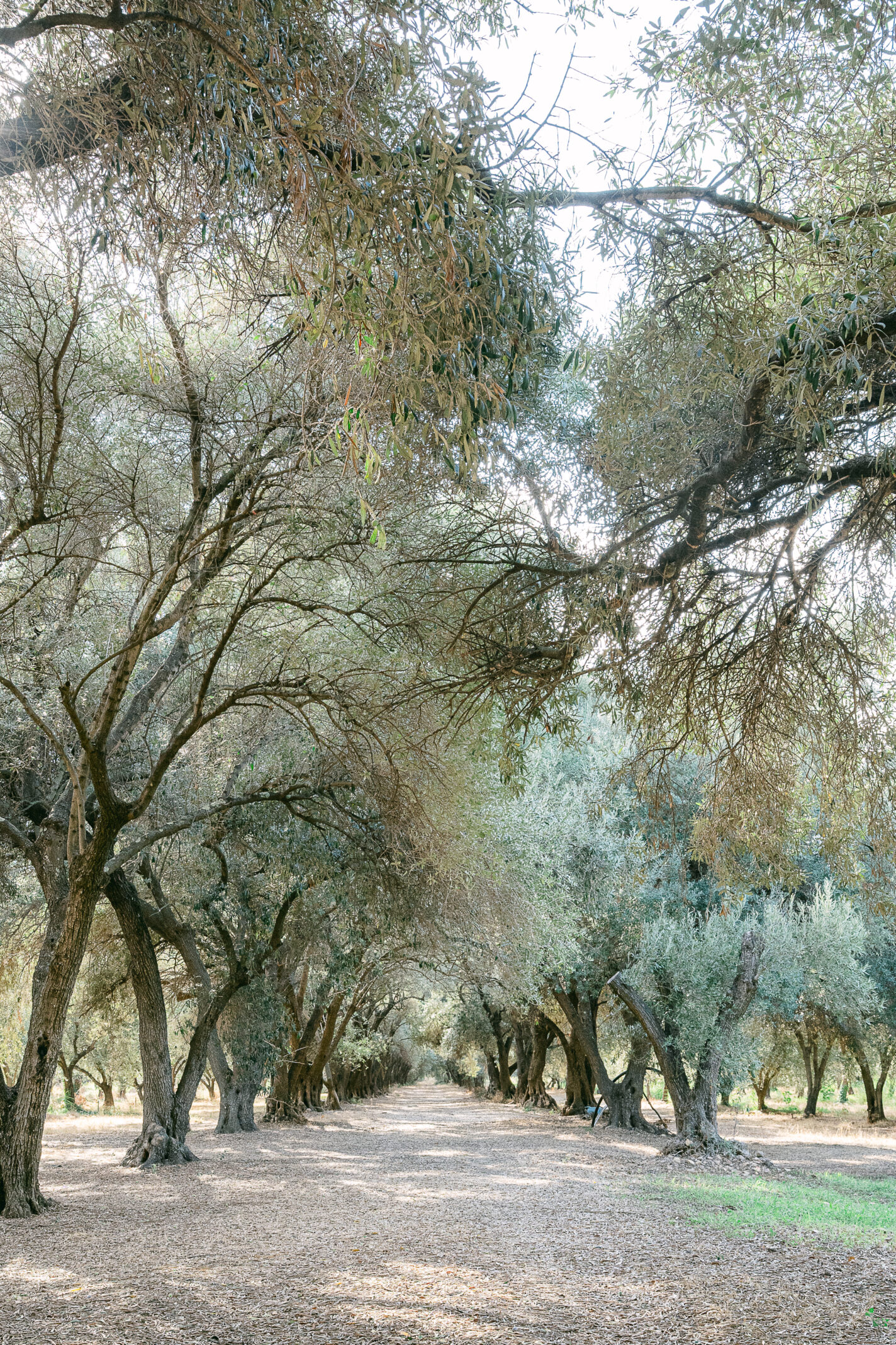 Domaine de Vignale en Corse Mariages