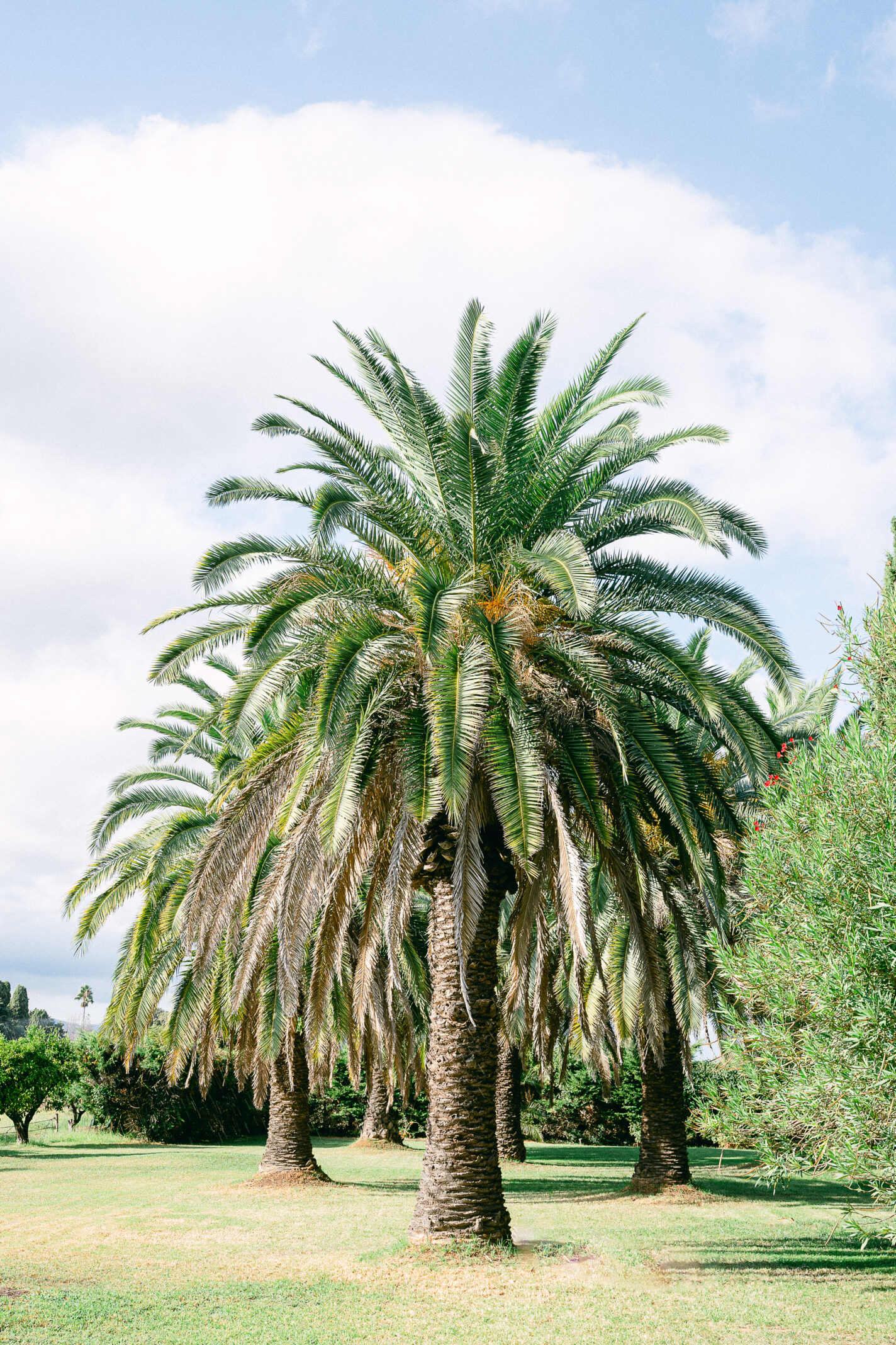 Domaine de Vignale en Corse Mariages