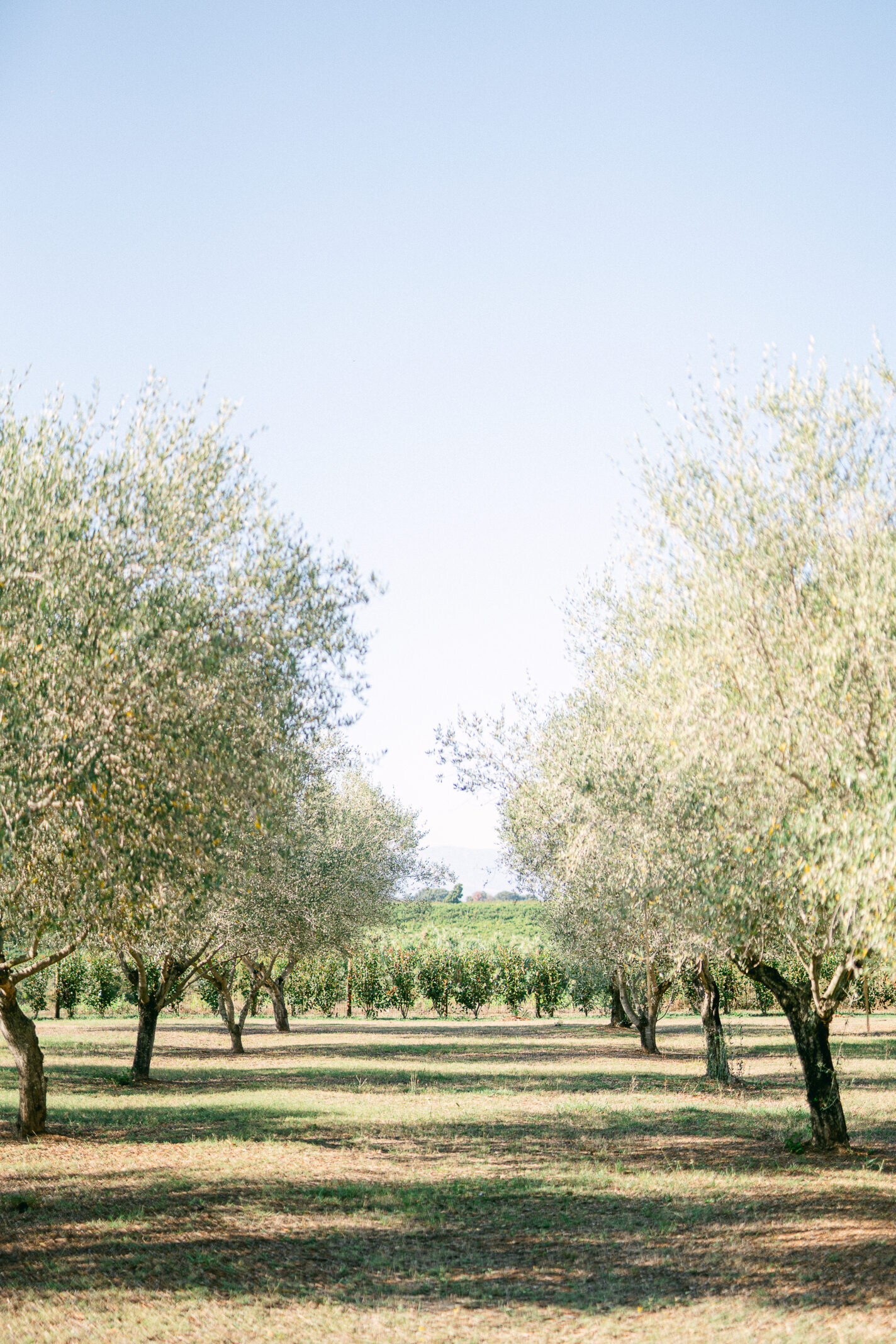 Domaine de mariages en Corse - domaine l'Alivetu